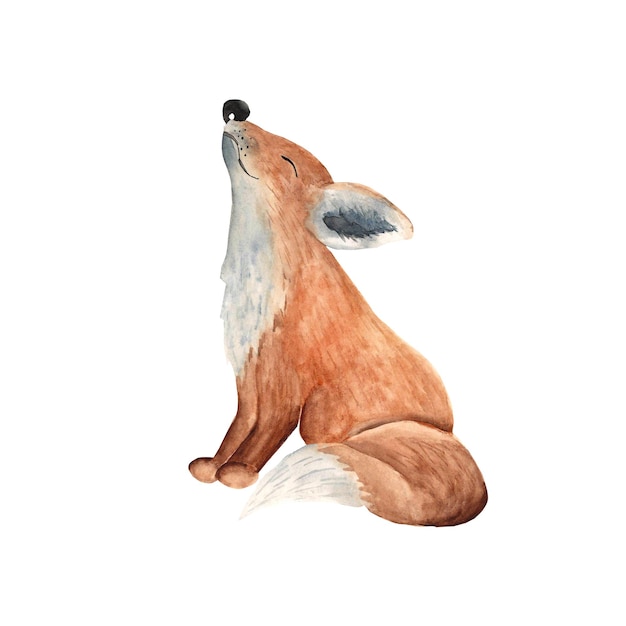 Sitting baby fox illustration isolated on white background watercolor hand drawn illustration