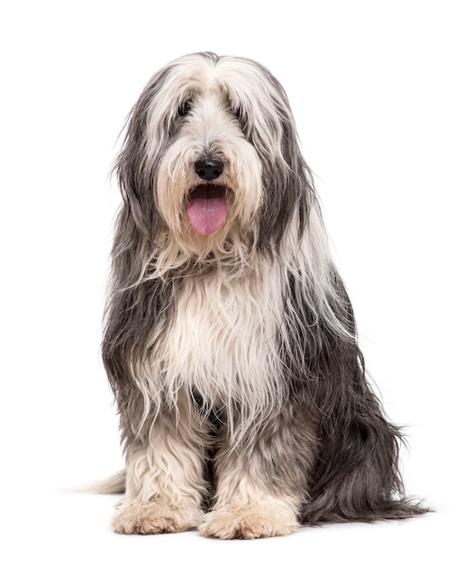 Sitting Bearded Collie Dog panting