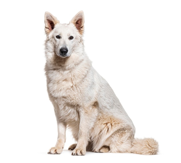 Sitting Berger Blanc Suisse isolated on white