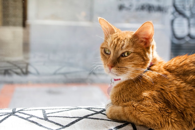 Sitting blond cat with bright eyes.