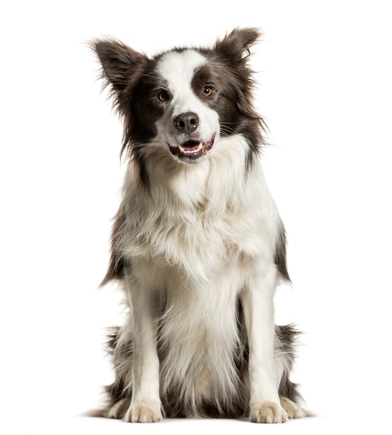 Sitting Border collie panting