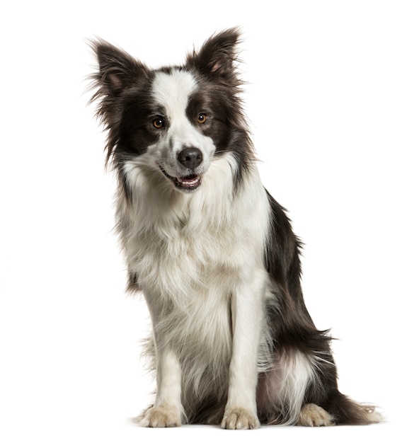 Sitting Border collie panting