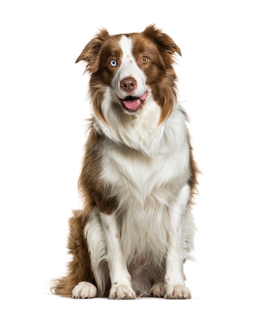 Sitting Border Collie panting