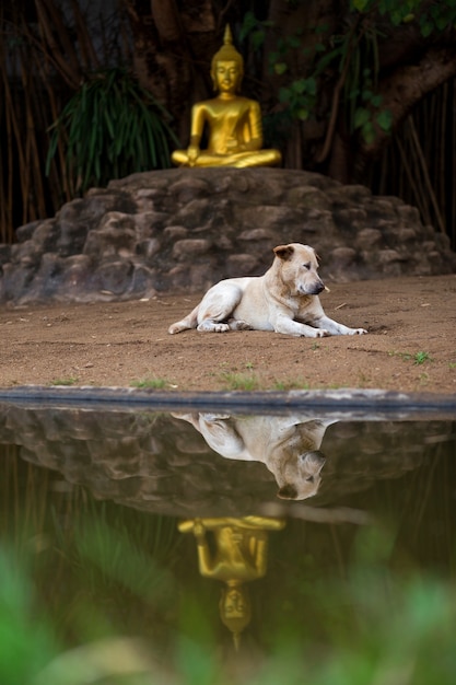 Sitting dog at Buddha statue at Wat Pan Tao temple