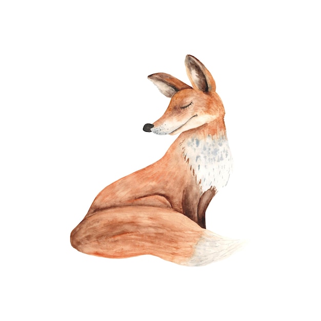 Sitting fox illustration isolated on white background hand drawn watercolor illustration