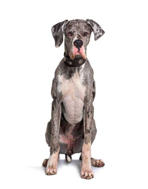 Sitting Great Dane isolated on white