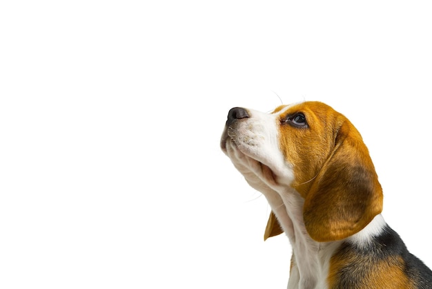 sitting and panting Beagles, Dog, on white background. copy space