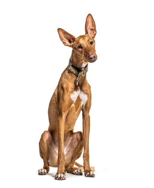 Sitting Podenco wearing a collar isolated on white