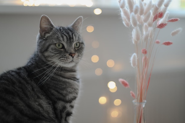 Sitting scottish straight gray cat cat and looking on a blur window background watching cat close up portrait of young kitten cozy home