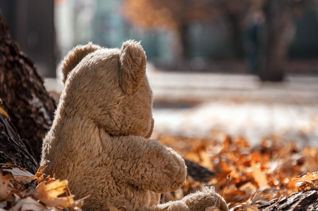 Photo sitting under a tree in fallen foliage, a teddy bear looks at the autumn city.