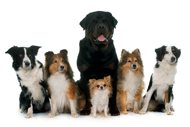 six beautiful dogs