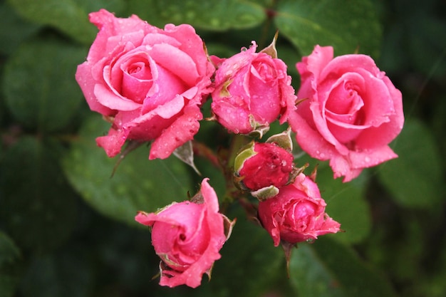 Six buds of beautiful delicate roses in a fairy garden