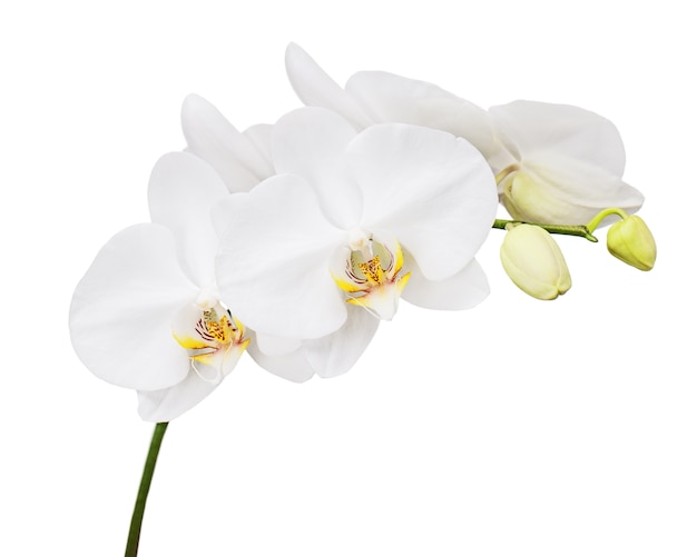 Six day old orchid isolated on white 