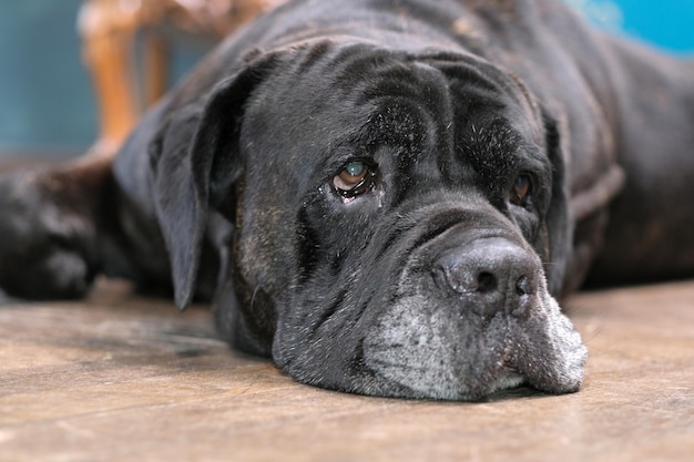 Sixyearold male Italian Cane Corso