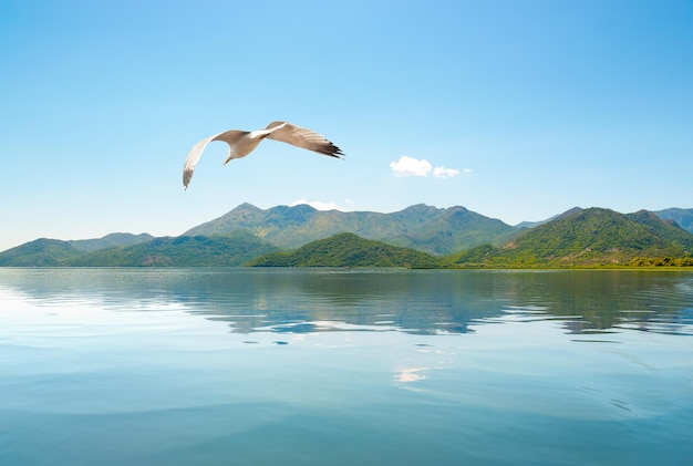 Skadar lake Montenegro