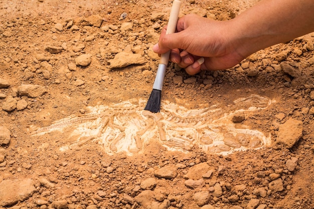 Skeleton and archaeological tools