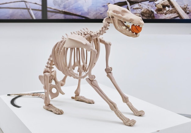 Skeleton of dinosaur sitting on stand with ball in his mouth