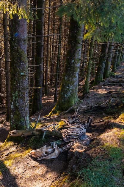 Skeleton of a horse on the Artikutza trail on an autumn afternoon, Gipuzkoa. Basque Country