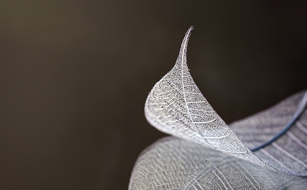 Skeleton leaves on blured background, close up