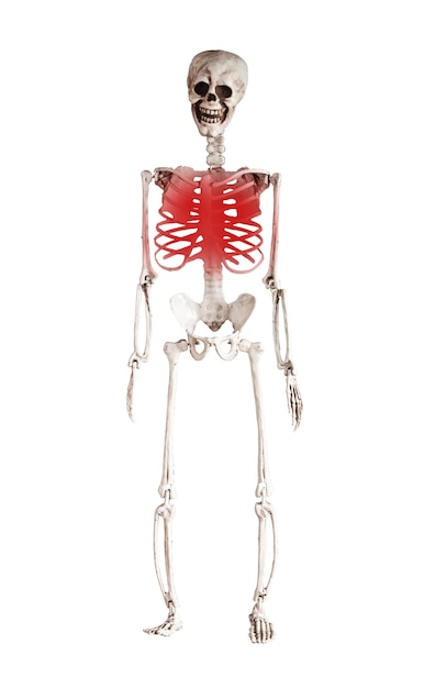 Skeleton with red point at chest ribs isolated on white background Injury consequences Health problems medical conditions concept