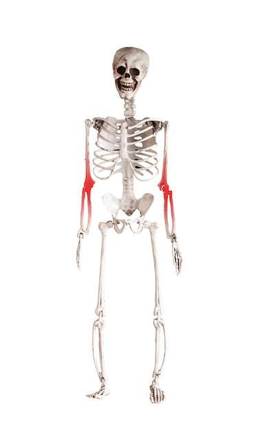 Skeleton with red point at painful forearm elbow isolated on white background Overuse sports injury pinched nerves fracture consequences Health problems anatomy concept