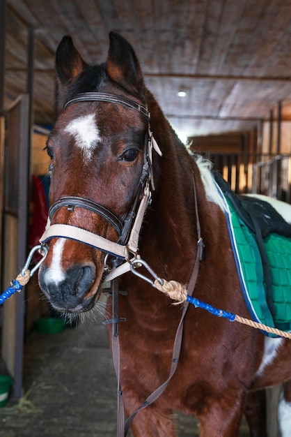 The skewbald horse is saddled, it has a saddle cloth and a fur coat, and on its head there is a brown bridle and it is tied to the halter