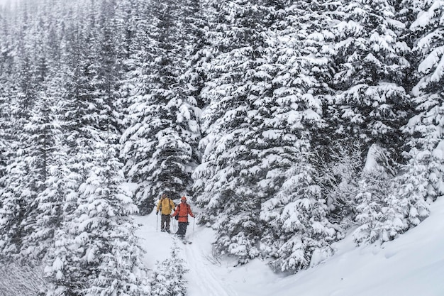 A ski tourist goes to a snowy spruce forest