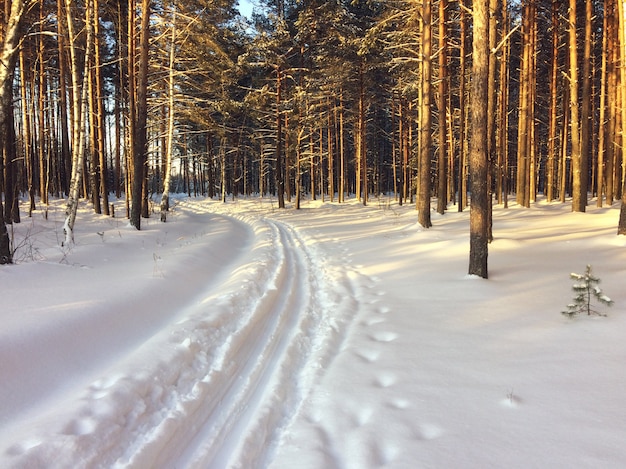 Ski track in winter forest among the pines.