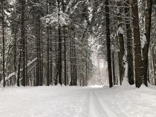 Ski track in the winter forest