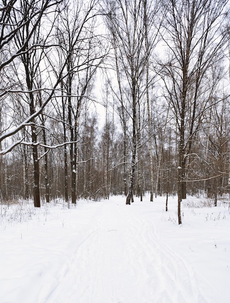 Ski tracks on the edge of forest