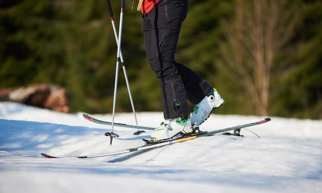 Skier legs in ski boots moving on skis in snow on blurred sunny background of green spruce trees