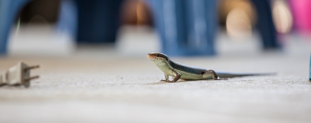 An skink lizard