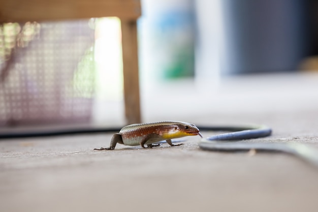 An skink lizard