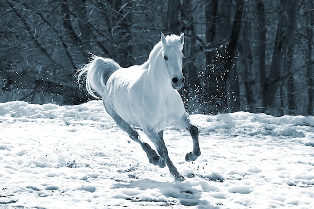 Skipping white horse