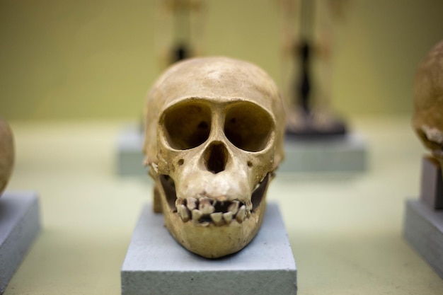 Skull of an ancient monkey in a nature museum