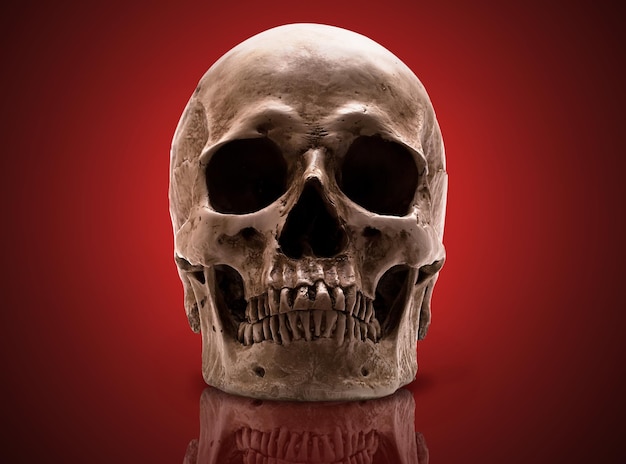 Skull-close mouth. on red background