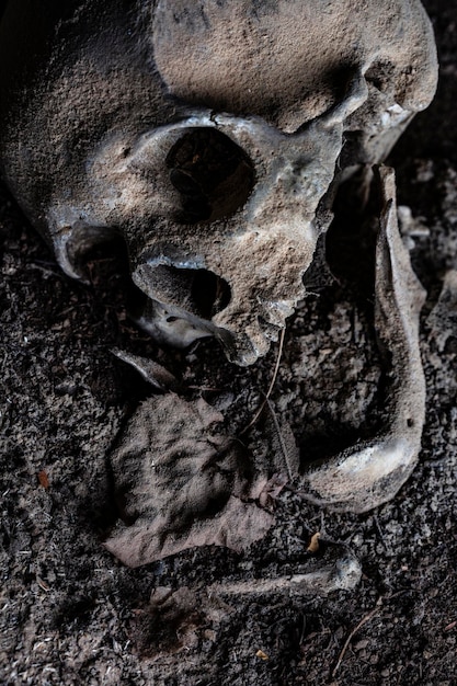 Skull human remains in the earth