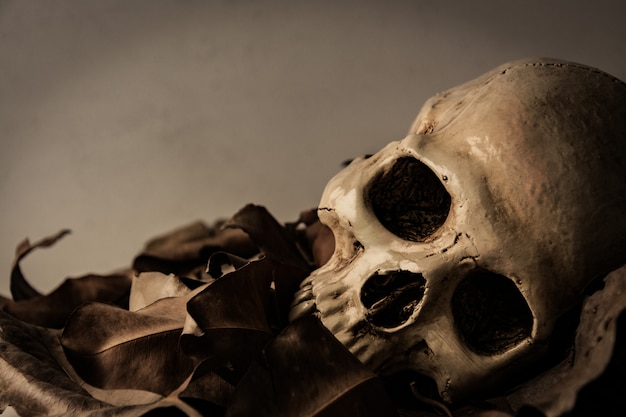 Skull with Dry leaf, still life 