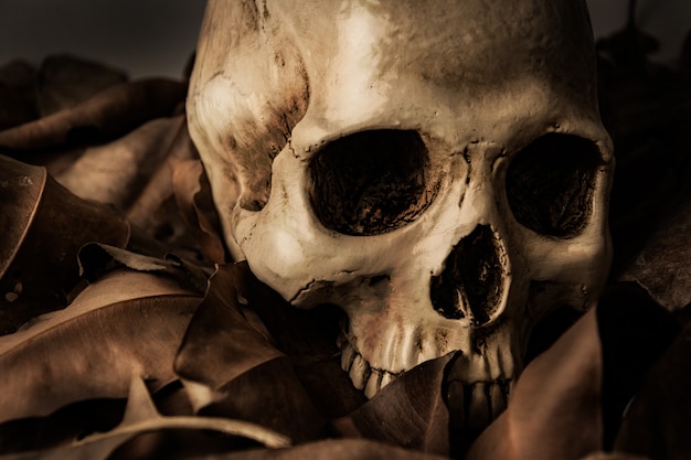 Skull with Dry leaf, still life 