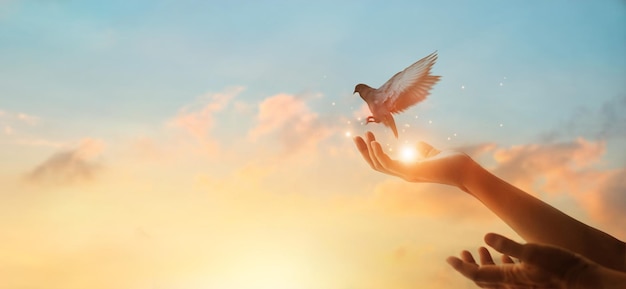 sky bird hand sunset hope dove amazing liberation