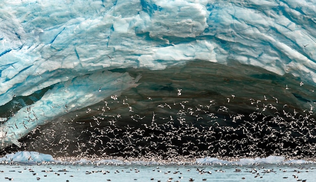 sky fauna bird wildlife wing Svalbard