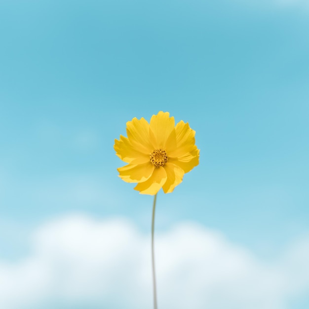 Sky in flower