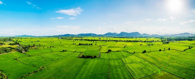 The sky is bright in the daytime blue sky with cloud Front view green fields are many tables Rice is an very important food of human The countryside is a major cropxA