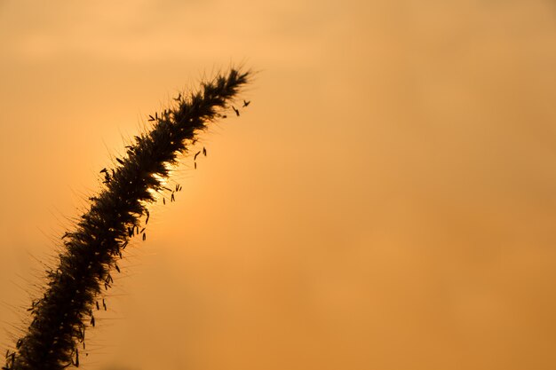 Sky and sunshine in the morning