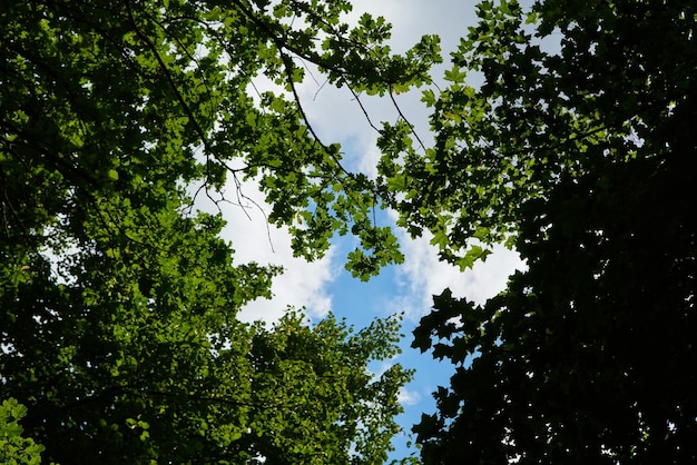 The sky through the green leaves of treesNatural background