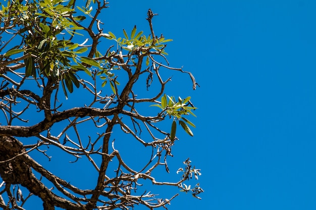 Sky behind the tree