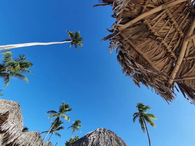 Sky view through palm trees and straw umbrella