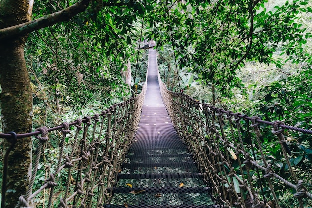 Sky walk in the jungle