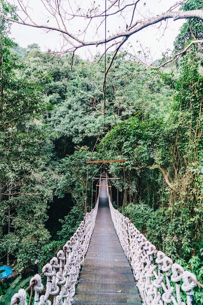 Sky walk in the jungle