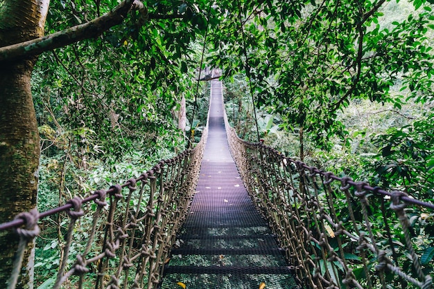 Sky walk in the jungle